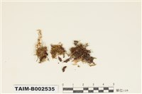 藏品(明葉苔屬)的圖片